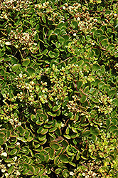Chinese Sedum (Sedum tetractinum) at Lakeshore Garden Centres