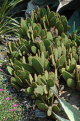 Cow Blinder Prickly Pear Cactus (Opuntia rufida) at Lakeshore Garden Centres