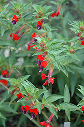 Bat Face Cuphea (Cuphea llavea 'Bat Face') at Lakeshore Garden Centres