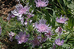 Blue Danube Aster (Stokesia laevis 'Blue Danube') at Lakeshore Garden Centres