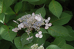 Lady In Red Hydrangea (Hydrangea macrophylla 'Lady In Red') at Lakeshore Garden Centres