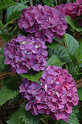 Princess Beatrix Hydrangea (Hydrangea macrophylla 'Princess Beatrix') at Lakeshore Garden Centres