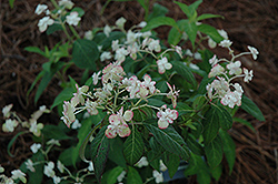 Shirotae Hydrangea (Hydrangea serrata 'Shirotae') at A Very Successful Garden Center