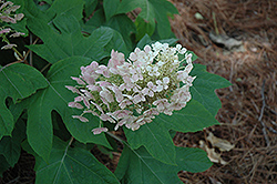 Vaughn's Lillie Hydrangea (Hydrangea quercifolia 'Vaughn's Lillie') at Lakeshore Garden Centres