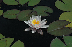 Colossea Hardy Water Lily (Nymphaea 'Colossea') at Lakeshore Garden Centres