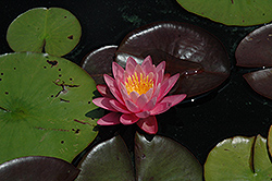 Pink Wonder Hardy Water Lily (Nymphaea 'Pink Wonder') at A Very Successful Garden Center