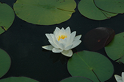 Postlingberg Hardy Water Lily (Nymphaea 'Postlingberg') at Lakeshore Garden Centres