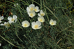 Prairie Sunset Rain Lily (Zephyranthes 'Prairie Sunset') at Lakeshore Garden Centres