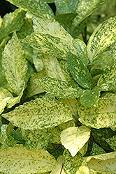 Gold Dust Aucuba (Aucuba japonica 'Gold Dust') at Lakeshore Garden Centres