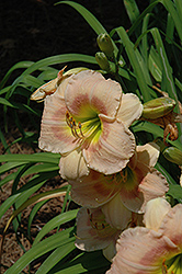 Bacon Michelle Yant Daylily (Hemerocallis 'Bacon Michelle Yant') at Lakeshore Garden Centres