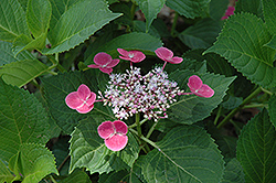 Zaunkoenig Hydrangea (Hydrangea macrophylla 'Zaunkoenig') at Lakeshore Garden Centres