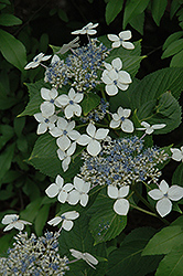 Lanarth White Hydrangea (Hydrangea macrophylla 'Lanarth White') at Lakeshore Garden Centres