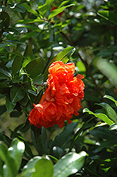 Dwarf Pomegranate (Punica granatum 'Nana') at Lakeshore Garden Centres