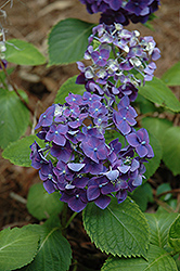 Westfalen Hydrangea (Hydrangea macrophylla 'Westfalen') at Lakeshore Garden Centres