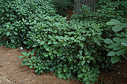 Green Spice Ivy (Hedera colchica 'Green Spice') at Lakeshore Garden Centres
