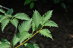 Tremontia Forsythia (Forsythia x intermedia 'Tremontia') at Lakeshore Garden Centres