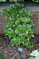 Rozannie Aucuba (Aucuba japonica 'Rozannie') at Lakeshore Garden Centres