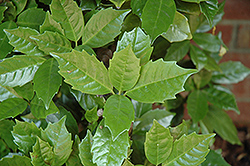 Rozannie Aucuba (Aucuba japonica 'Rozannie') at Lakeshore Garden Centres
