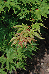Yellow Bird Japanese Maple (Acer palmatum 'Yellow Bird') at Lakeshore Garden Centres