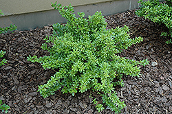 Walter's Viburnum (Viburnum obovatum) at Lakeshore Garden Centres