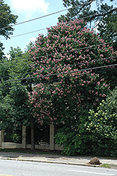 Biloxi Crapemyrtle (Lagerstroemia 'Biloxi') at Lakeshore Garden Centres