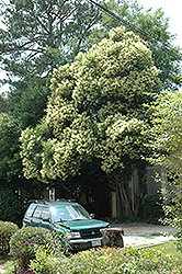 Fantasy Japanese Crapemyrtle (Lagerstroemia fauriei 'Fantasy') at Lakeshore Garden Centres