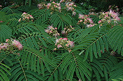 Mimosa (Albizia julibrissin) at Lakeshore Garden Centres