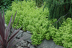 Golden Chamomile (Matricaria aurea) at Lakeshore Garden Centres