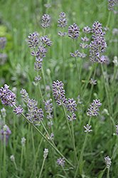 Baby Blue English Lavender (Lavandula angustifolia 'Baby Blue') at Lakeshore Garden Centres