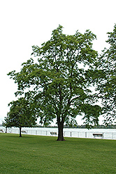 Black Locust (Robinia pseudoacacia) at Lakeshore Garden Centres