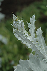 Cardoon (Cynara cardunculus) at Lakeshore Garden Centres
