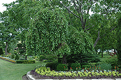 Weeping Mulberry (Morus alba 'Pendula') at A Very Successful Garden Center