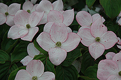 Flowering Dogwood (Cornus florida) at Lakeshore Garden Centres