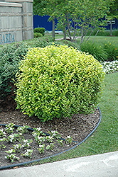 Golden Privet (Ligustrum x vicaryi) at Lakeshore Garden Centres