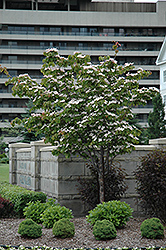 Flowering Dogwood (Cornus florida) at Lakeshore Garden Centres