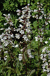 Husker Red Beard Tongue (Penstemon digitalis 'Husker Red') at Peter Knippel Garden Centre