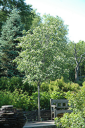 Washington Hawthorn (Crataegus phaenopyrum) at Lakeshore Garden Centres
