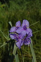 Isis Spiderwort (Tradescantia x andersoniana 'Isis') at Lakeshore Garden Centres