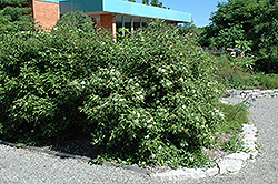 Gray Dogwood (Cornus racemosa) at A Very Successful Garden Center