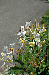 Berries Jubilee Honeysuckle (Lonicera periclymenum 'Monul') at Lakeshore Garden Centres