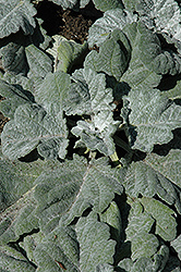 Silver Sage (Salvia argentea 'Artemis') at Lakeshore Garden Centres