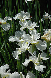 Gull's Wing Siberian Iris (Iris sibirica 'Gull's Wing') at Lakeshore Garden Centres