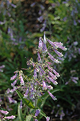 Hairy Beard Tongue (Penstemon hirsutus) at Green Thumb Garden Centre