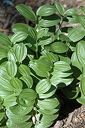 Fred Case Solomon's Seal (Polygonatum humile 'Fred Case') at Lakeshore Garden Centres