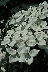 Weaver White Flowering Dogwood (Cornus florida 'Weaver White') at Lakeshore Garden Centres