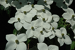 Kay's Appalachian Mist Flowering Dogwood (Cornus florida 'Kay's Appalachian Mist') at Lakeshore Garden Centres
