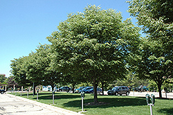 Village Green Zelkova (Zelkova serrata 'Village Green') at Lakeshore Garden Centres