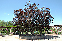 Purple Beech (Fagus sylvatica 'Purpurea') at Lakeshore Garden Centres