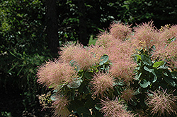 Daydream Smokebush (Cotinus coggygria 'Daydream') at Lakeshore Garden Centres