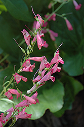 Rose Elf Beard Tongue (Penstemon barbatus 'Rose Elf') at Lakeshore Garden Centres